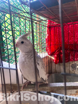 Cockatiel (1 pair)